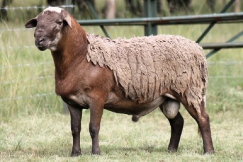1X MEATMASTER RECORDED RAM Moneymaker Meatmasters