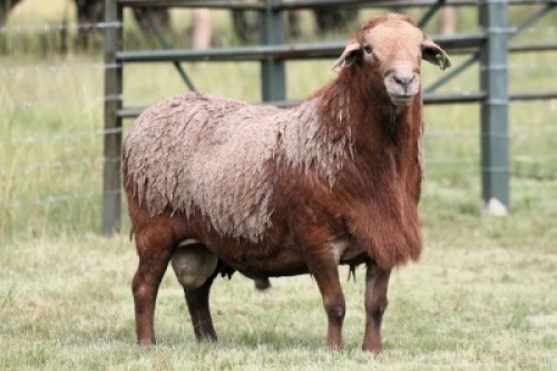 1X MEATMASTER RECORDED RAM Moneymaker Meatmasters