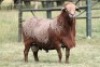 1X MEATMASTER RECORDED RAM Moneymaker Meatmasters