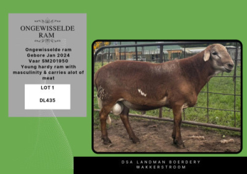 1X MEATMASTER RAM DSA Landman Boerdery