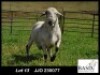 1X MEATMASTER RAM Basix Meatmasters
