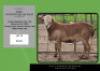 1X MEATMASTER RAM DSA Landman Boerdery