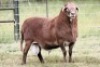 1X MEATMASTER RECORDED RAM Moneymaker Meatmasters