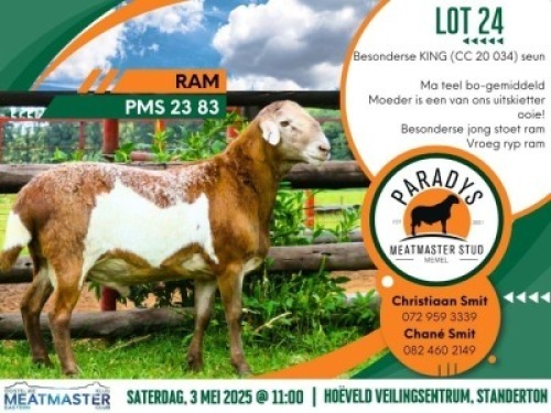 1X MEATMASTER RAM Paradys Meatmasters