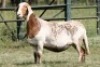 1X MEATMASTER RECORDED EWE Moneymaker Meatmasters
