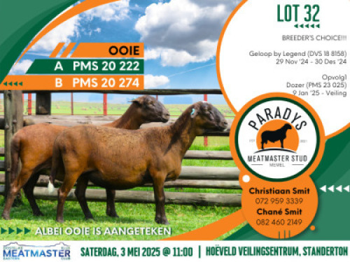 2X MEATMASTER EWE Paradys Meatmasters (Per animal to take the lot)