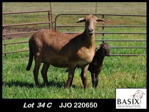 1+1X MEATMASTER EWE Basix Meatmasters