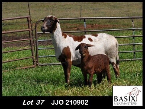 1+1X MEATMASTER EWE Basix Meatmasters