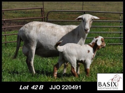 1+1X MEATMASTER EWE Basix Meatmasters