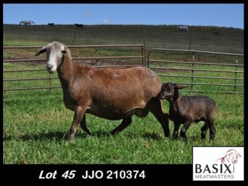 1+1X MEATMASTER EWE Basix Meatmasters