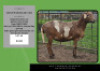 1X MEATMASTER EWE DSA Landman Boerdery