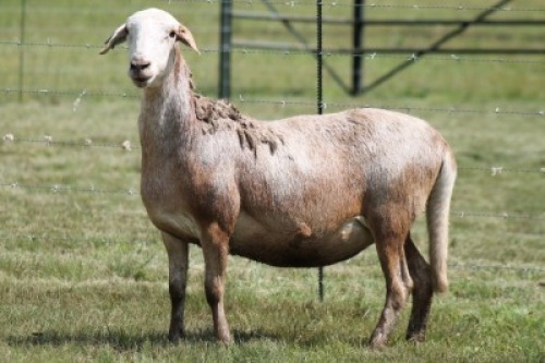1X MEATMASTER RECORDED EWE Moneymaker Meatmasters