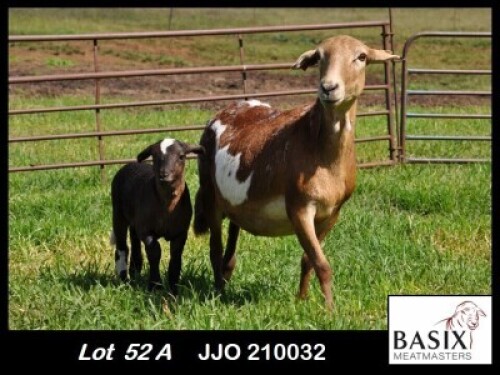 1+1X MEATMASTER EWE Basix Meatmasters