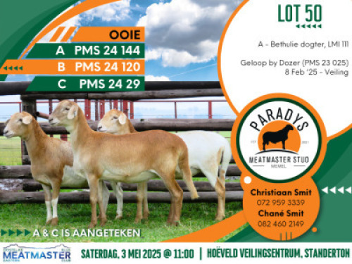 3X MEATMASTER EWE Paradys Meatmasters (Per animal to take the lot)