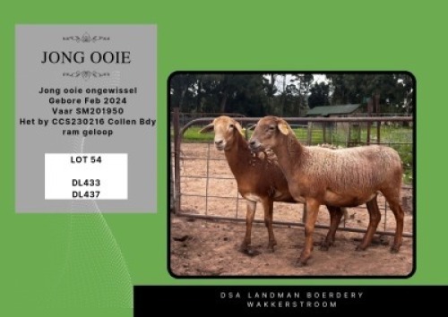 2X MEATMASTER EWE DSA Landman Boerdery (Per animal to take the lot)