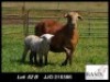 1+1X MEATMASTER EWE Basix Meatmasters