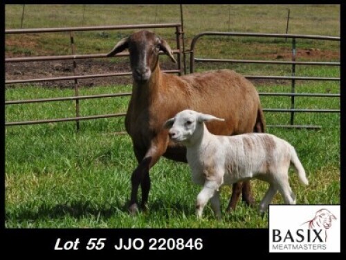 1+1X MEATMASTER EWE Basix Meatmasters
