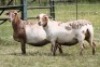 2X MEATMASTER RECORDED EWE Moneymaker Meatmasters (Per animal to take the lot)