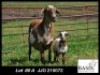1+1X MEATMASTER EWE Basix Meatmasters