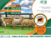 3X MEATMASTER EWE Paradys Meatmasters (Per animal to take the lot)
