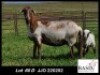 1+1X MEATMASTER EWE Basix Meatmasters