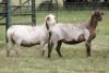 2X MEATMASTER RECORDED EWE Moneymaker Meatmasters (Per animal to take the lot)