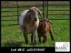 1+1X MEATMASTER EWE Basix Meatmasters