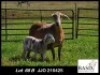 1+1X MEATMASTER EWE Basix Meatmasters