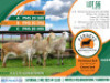 3X MEATMASTER EWE Paradys Meatmasters (Per animal to take the lot)