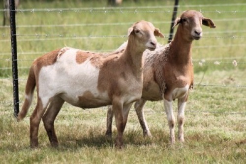 2X MEATMASTER NOT RECORDED EWE Moneymaker Meatmasters (Per animal to take the lot)