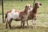 2X MEATMASTER NOT RECORDED EWE Moneymaker Meatmasters (Per animal to take the lot)