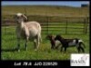 1+2X MEATMASTER EWE Basix Meatmasters