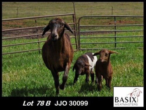 1+2X MEATMASTER EWE Basix Meatmasters