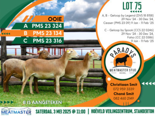 3X MEATMASTER EWE Paradys Meatmasters (Per animal to take the lot)