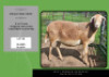 2X MEATMASTER EWE DSA Landman Boerdery (Per animal to take the lot)