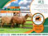2X MEATMASTER EWE Paradys Meatmasters (Per animal to take the lot)