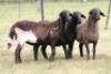 3X MEATMASTER NOT RECORDED EWE Moneymaker Meatmasters (Per animal to take the lot)