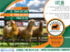 3X MEATMASTER EWE Paradys Meatmasters (Per animal to take the lot)