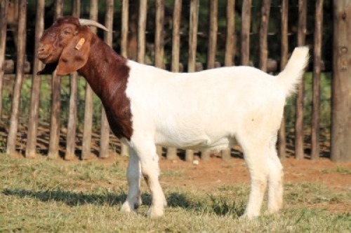 1X BOER GOAT FLOCK TEAT 21-1043 DOE Onderberg Boerbok Stoet