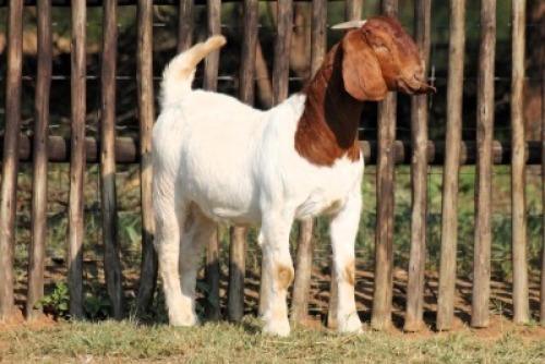 1X BOER GOAT FLOCK 21-1045 DOE Onderberg Boerbok Stoet