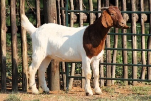 1X BOER GOAT FLOCK 21-1048 DOE Onderberg Boerbok Stoet