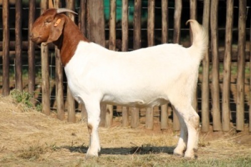 1X BOER GOAT FLOCK 21-1049 DOE Onderberg Boerbok Stoet