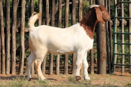1X BOER GOAT FLOCK 21-1041 DOE Onderberg Boerbok Stoet