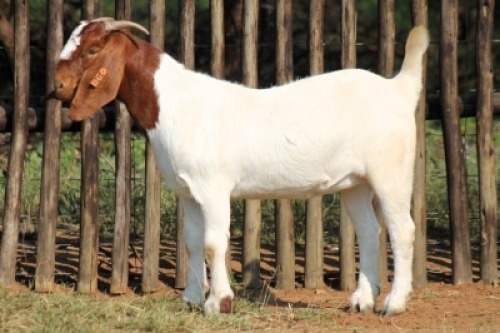1X BOER GOAT FLOCK 21-1051 DOE Onderberg Boerbok Stoet