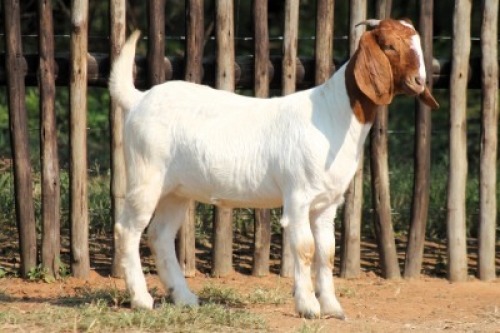 1X BOER GOAT FIT TO TRAVEL DOE Onderberg Boerbok Stoet
