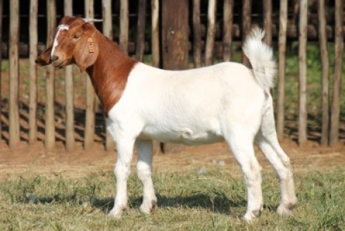 1X BOER GOAT FIT TO TRAVEL DOE Onderberg Boerbok Stoet