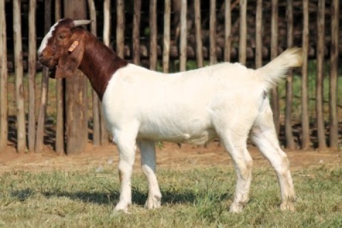 1X BOER GOAT FLOCK 21-1059 DOE Onderberg Boerbok Stoet
