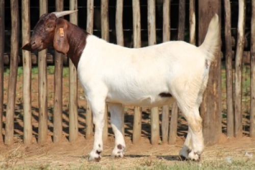 1X BOER GOAT Commercial DOE Onderberg Boerbok Stoet