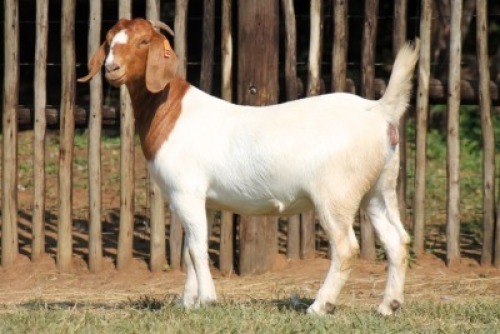 1X BOER GOAT STUD 21-379 DOE Onderberg Boerbok Stoet