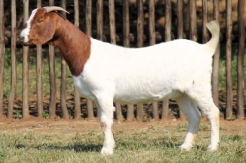 1X BOER GOAT PRUL DOE Onderberg Boerbok Stoet